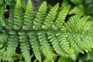 Dryopteris affinis Geschubde mannetjesvaren bestellen